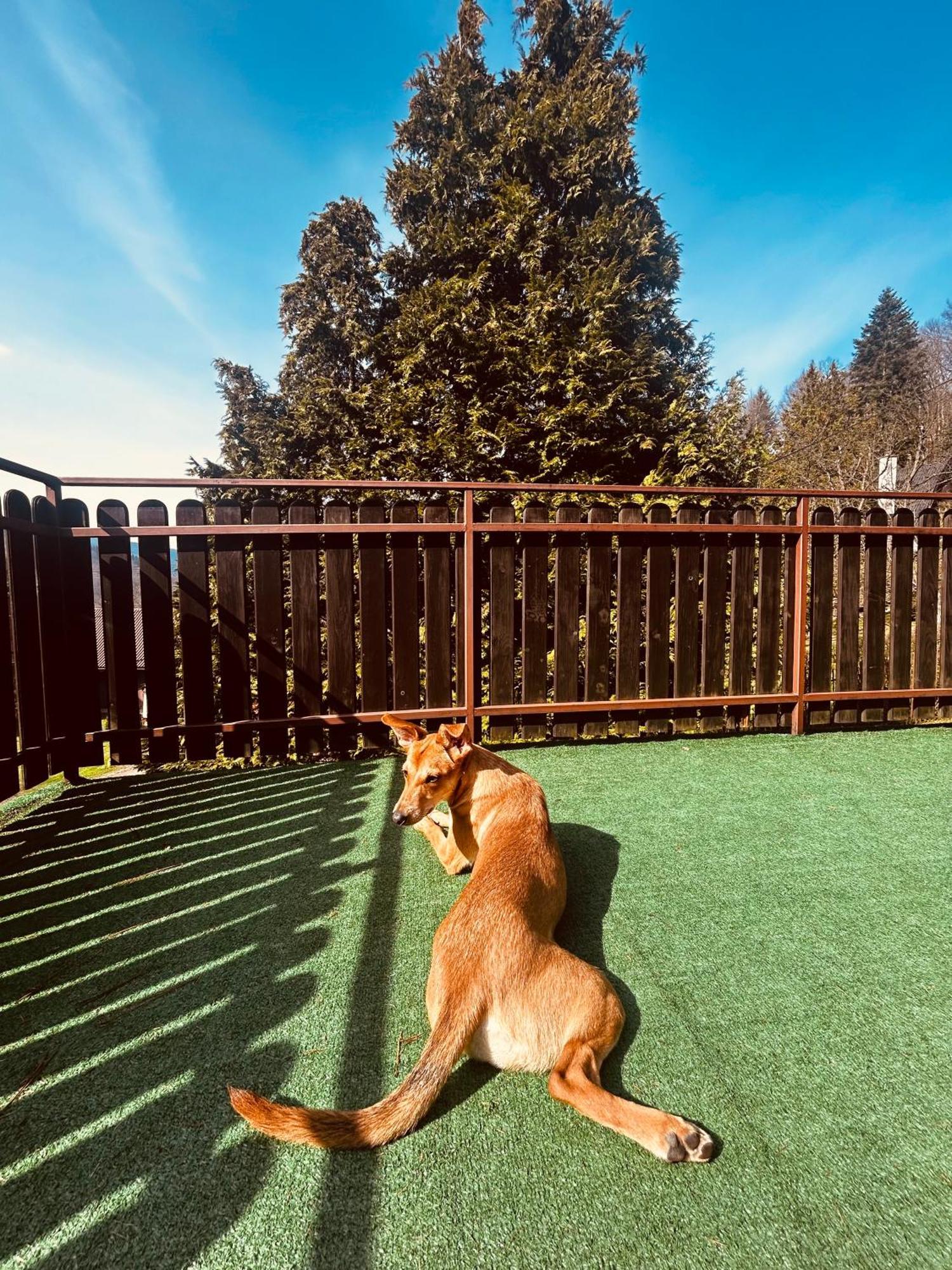 Willa Karolinka Stroza - Pet Friendly Мисленице Екстериор снимка